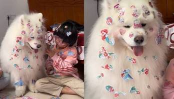 Cachorro com adesivos colados em seus pelos viraliza nas redes sociais (Reprodução/TikTok/@lovepets.tv)
